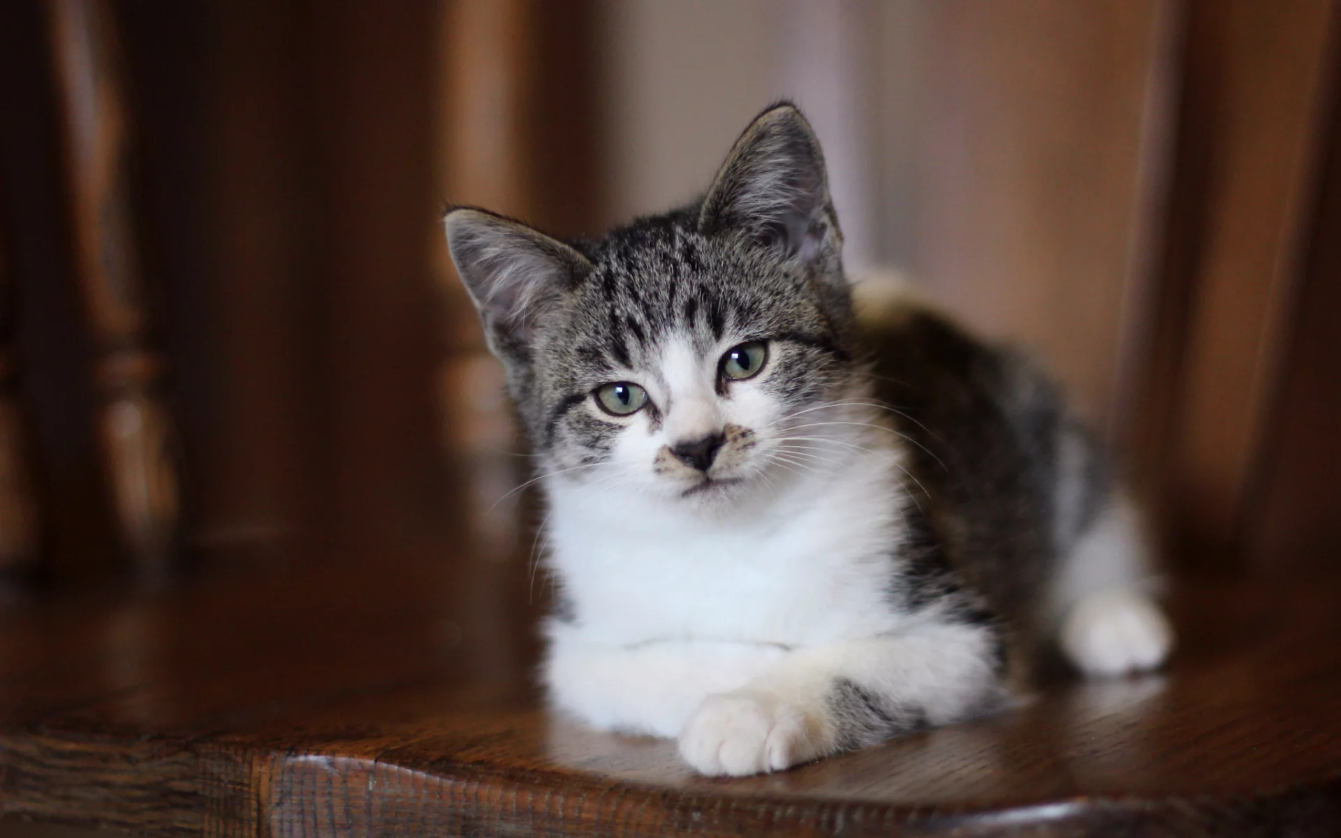 серые глаза, Кот, взгляд, котенок, лежит