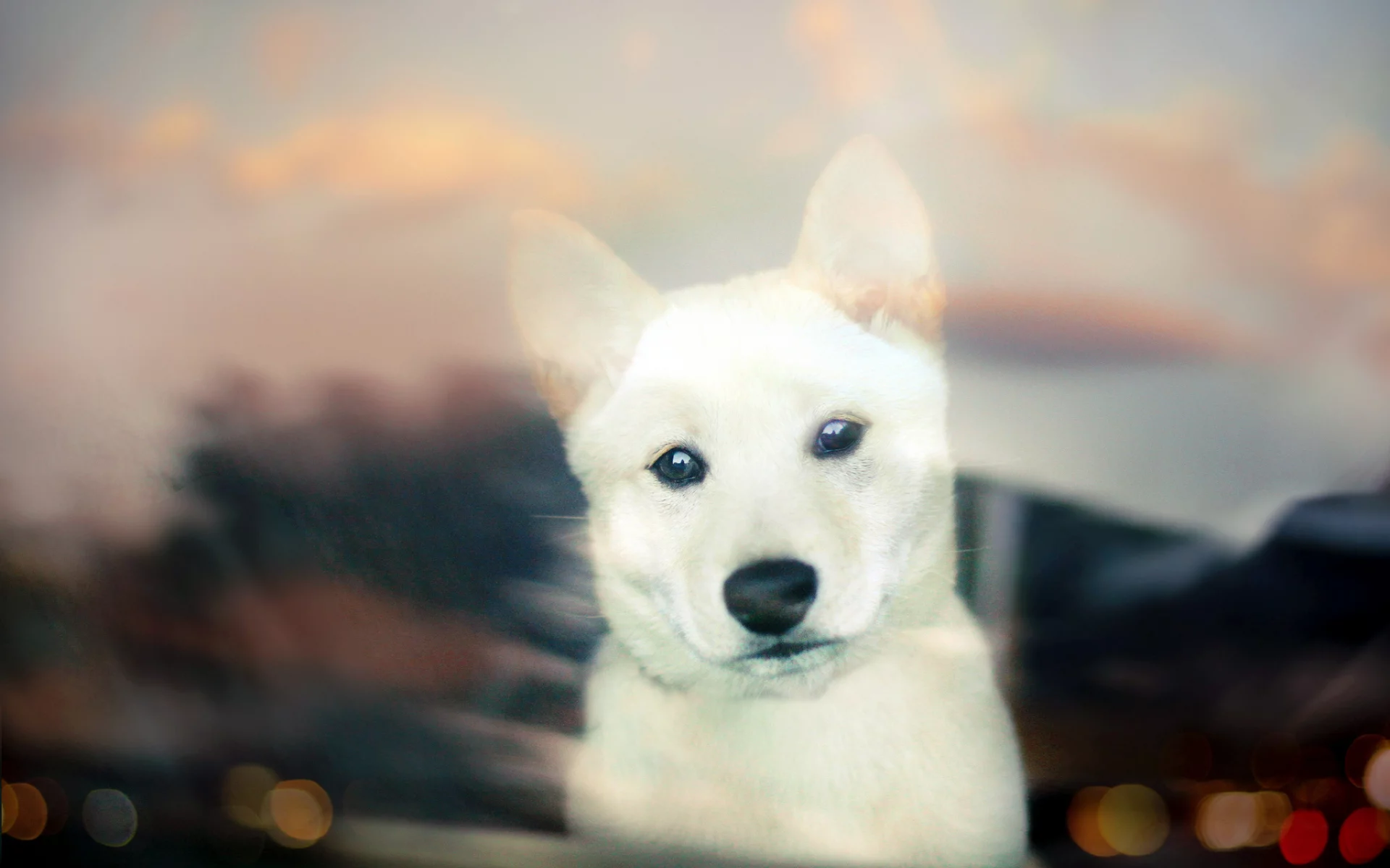 white, собака, puppy, щенок, bokeh, Shiba inu, взгляд