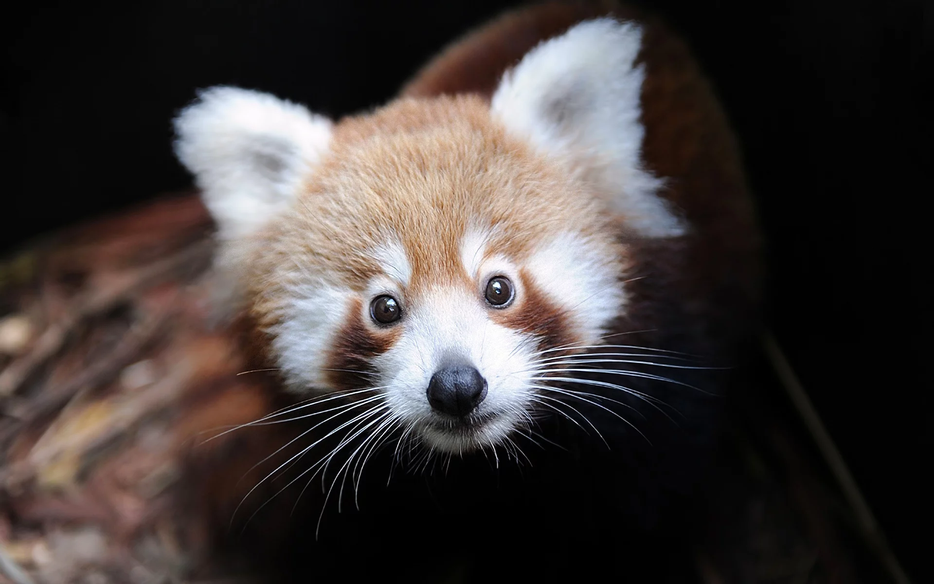 малая панда, ailurus fulgens, Firefox