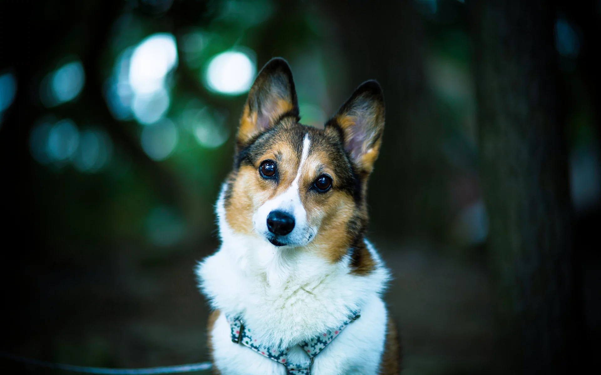 Welsh corgi, взгляд, dog, друг, боке, собака
