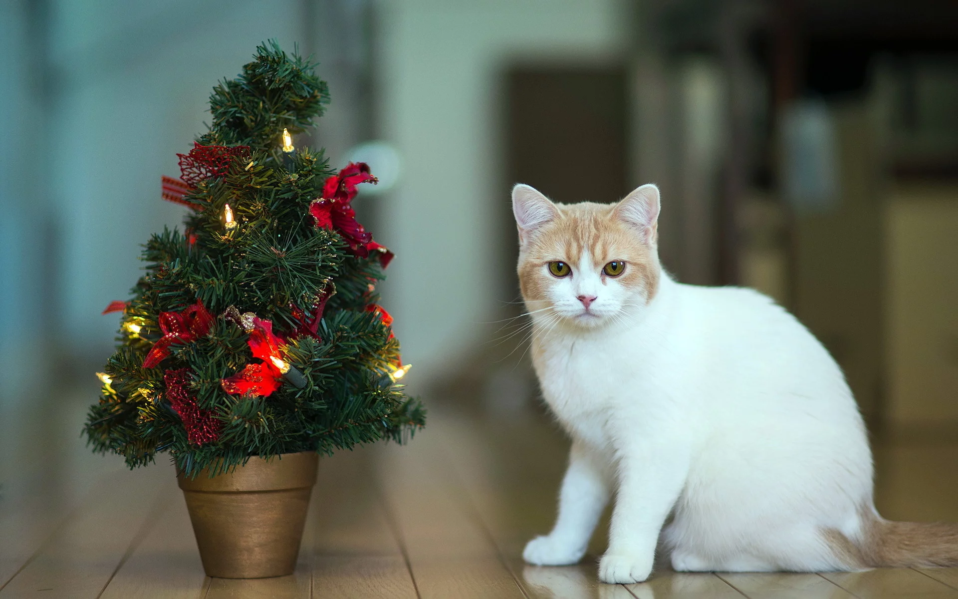 Кошка, torode, праздник