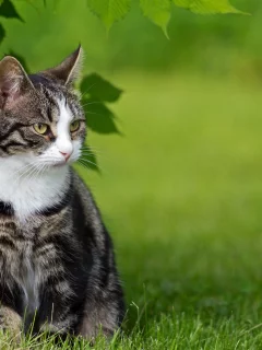 трава, природа, Кот, зелень