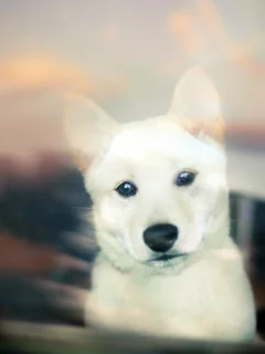 white, собака, puppy, щенок, bokeh, Shiba inu, взгляд
