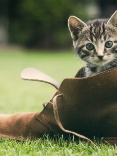 обувь, Кот, мордашка, зелень, трава, котёнок