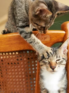 Кошки, стул, игра, лапа
