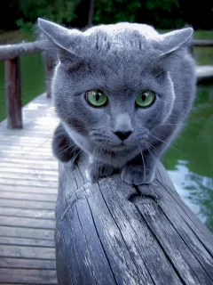 Кошка, перила, фон