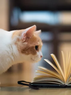 книга, torode, Кошка