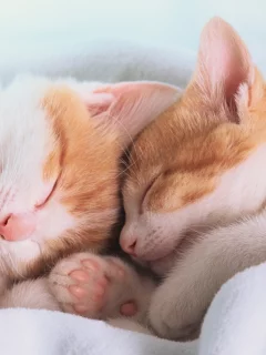 сон, Котята, лапы, уши, одеяло, нос, спят, усы