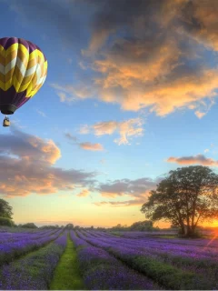 закат, balloons, облака, flowers, небо, field, пейзаж, Природа