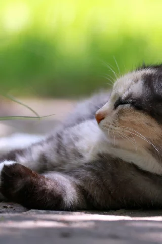 отдых, трава, Кошка