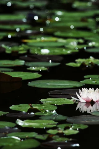 темная вода, Цветы, боке, блики, кувшинки, листья