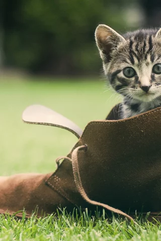 обувь, Кот, мордашка, зелень, трава, котёнок