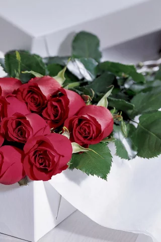 розы, Цветы, подарок