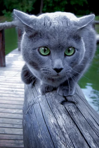 Кошка, перила, фон