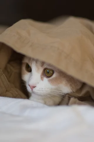 Котёнок, c benjamin torode, hannah