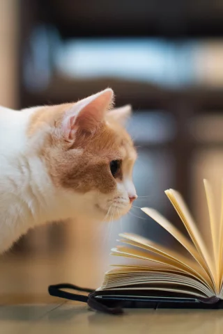 книга, torode, Кошка