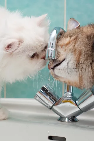 Cat, Kitten, Animal