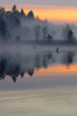 утро, пруд, Лес, туман, гладь, озеро, рассвет
