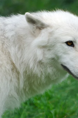 волк, трава, белый, wolf, арктический, Arctic
