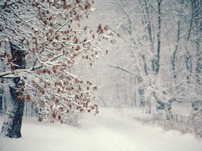 метель, снег, дерево, Зима
