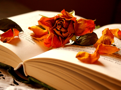 лепестки, Книга, роза, сухая, цветок