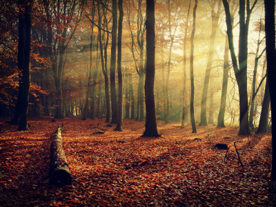 лес, ветки, Природа, листва, свет, осень, лучи, деревья