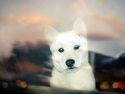 white, собака, puppy, щенок, bokeh, Shiba inu, взгляд