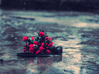 розы, Настроения, фотоаппарат, красные, дождь, цветы