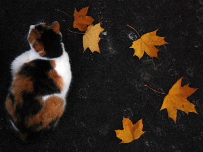 осень, листья, кот, Трёхцветный