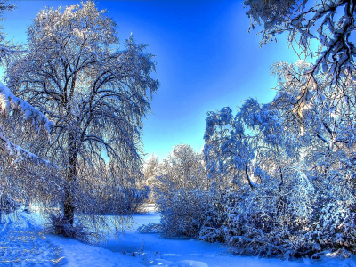 Лес, снег, зима, природа, деревья, следы, ветки