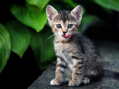 кот, зелень, кошка, полосатый, Котенок, листья, язык