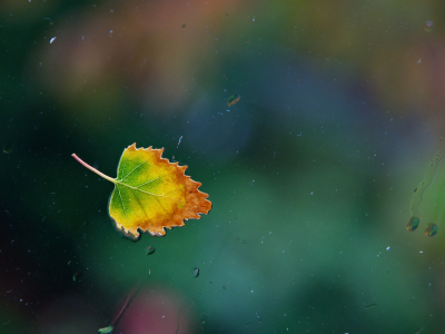 вода, капли, окно, one rainy, leaf, стекло, Осенний лист, дождь
