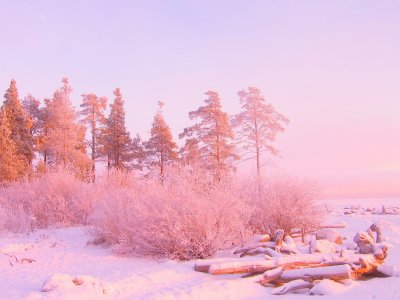 Зима, цвет, снег, деревья