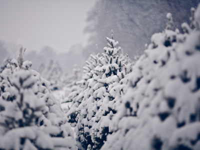 ёлки, Природа, снег, зима