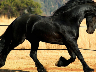 лошадь, черный, красавкц