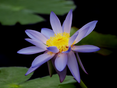 голубой, водяная лилия, макро, Лотос, кувшинка, цветок