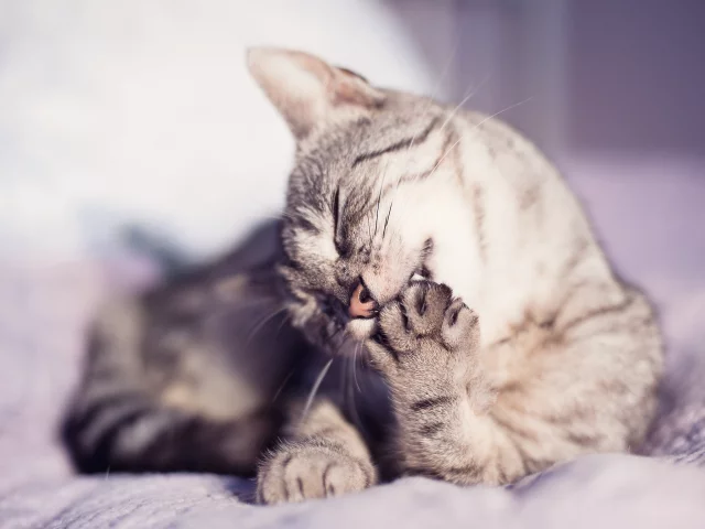Кошка, усы, животное, лапы