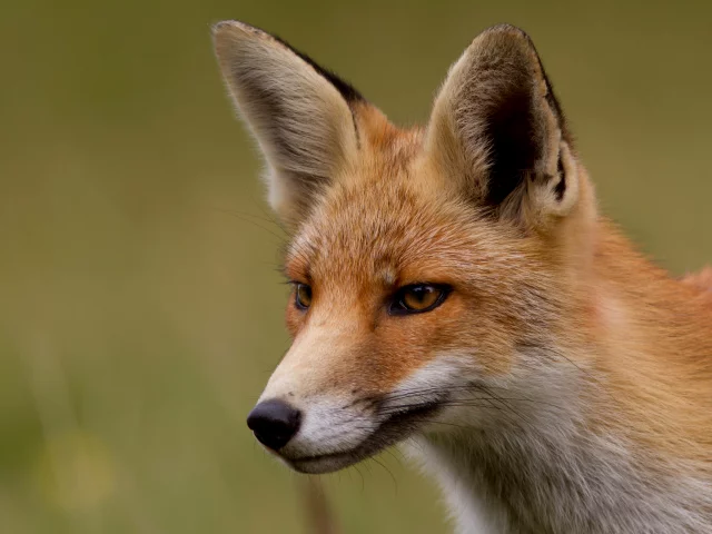 Fox, лиса, лисица, мордочка, рыжая, взгляд