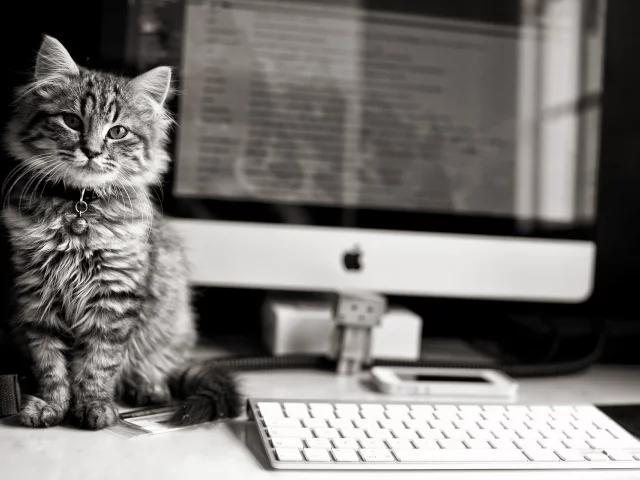 компьютер, apple, клавиатура, Котёнок