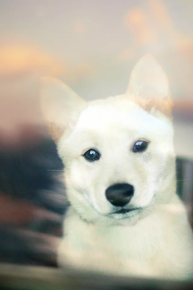 white, собака, puppy, щенок, bokeh, Shiba inu, взгляд