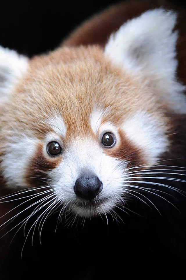 малая панда, ailurus fulgens, Firefox