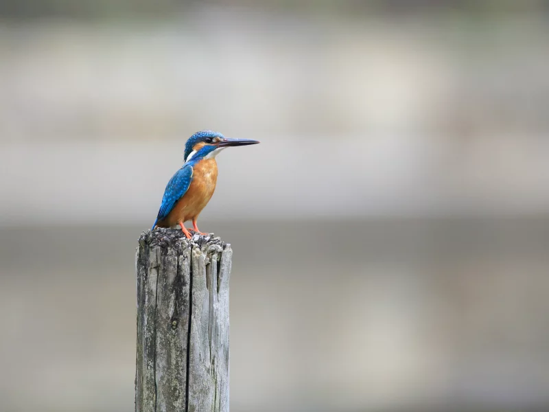 Птица, обыкновенный зимородок, kingfisher, рыбалочка