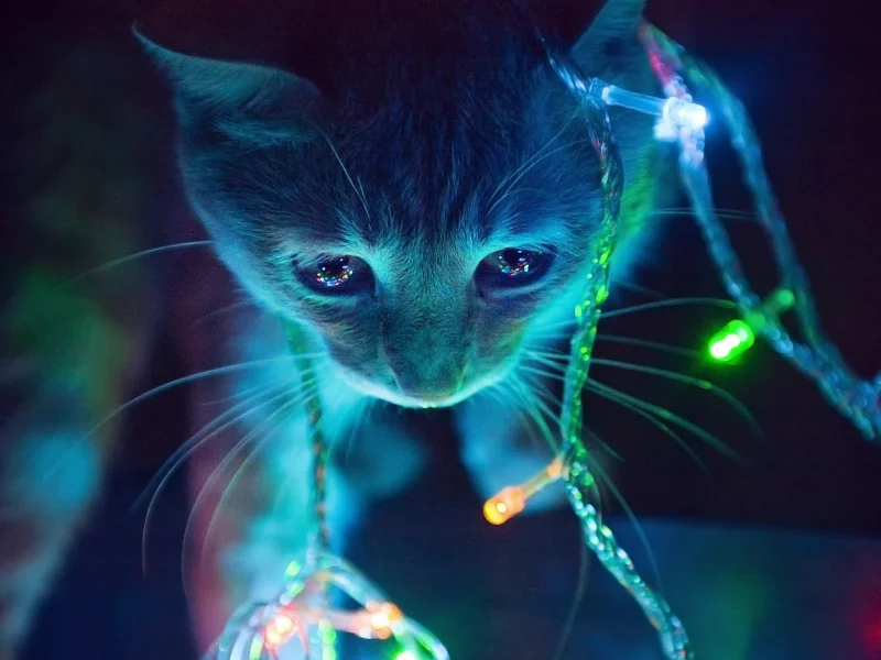 огни, гирлянда, Котенок