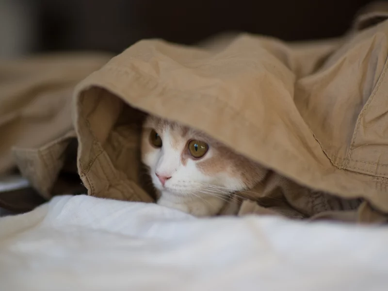 Котёнок, c benjamin torode, hannah