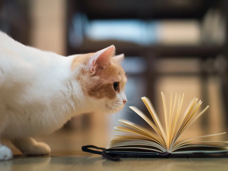 книга, torode, Кошка