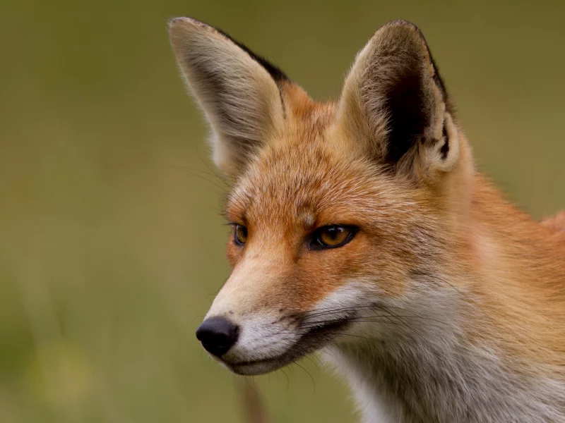 Fox, лиса, лисица, мордочка, рыжая, взгляд