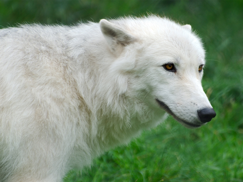 волк, трава, белый, wolf, арктический, Arctic