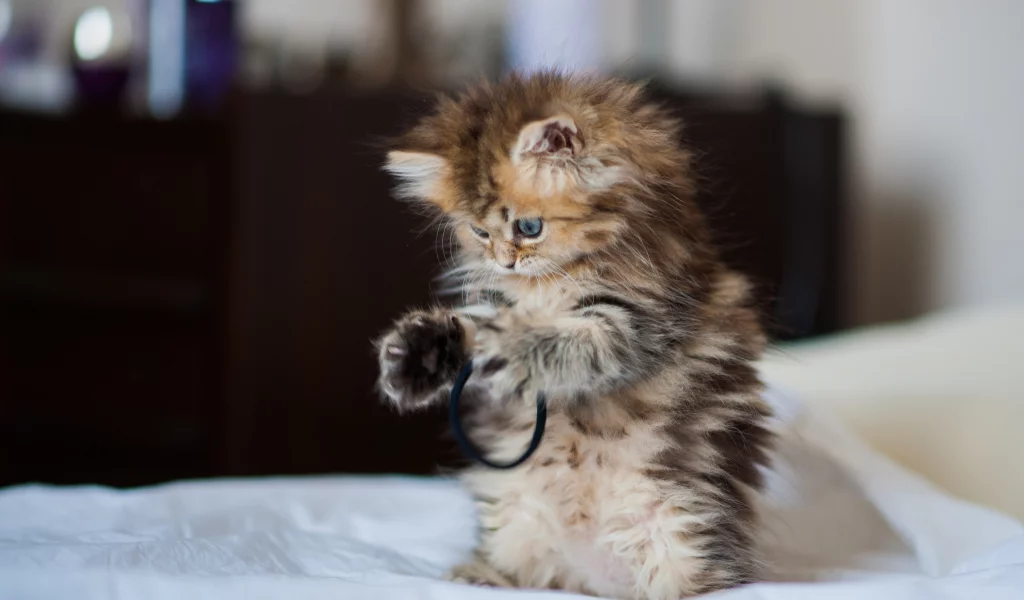 daisy, c benjamin torode, Котёнок