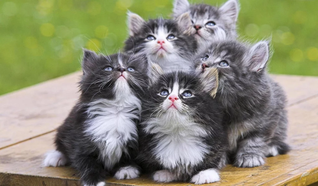 котята, мяу