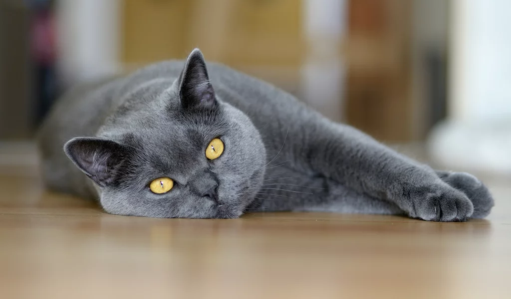 глаза, Кот, макро, серый, лежит